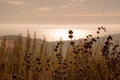 Black Sage and the Sunset