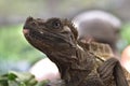 Black Sailfin Dragon or commonly called soa soa, and Black Iguana