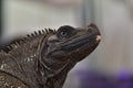 Black Sailfin Dragon or commonly called soa soa, and Black Iguana