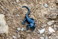 Black salamander by the Daubensee lake Valais Switzerland