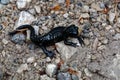 Black Salamander on stony track. Aneides flavipunctatus. Royalty Free Stock Photo