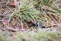 Spotted salamander to go hunt Royalty Free Stock Photo