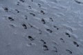 Black sand footsteps on dark sand in iceland