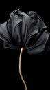 Black satin flower with silk elegant petals