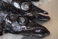 Black scabbard fish - fresh on the fish market Royalty Free Stock Photo