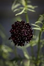 Black Scabiosa Pincushion Flower Royalty Free Stock Photo