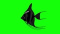 Black Scalare Angelfish Chroma Key looped