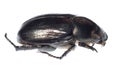 Black scarab beetle