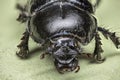 black scarab dung beetle crawls Royalty Free Stock Photo