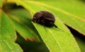Black Scarabaeid Beetle on Leaves