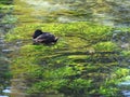 A Black Scaup Resting on Crystal Clean Water