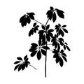 Black Scheffler plant Leaf Silhouette isolated on white background. Vector illustration of a Houseplant