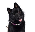 Black Schipperke dog on white background