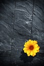 Black Schist Flower