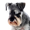 Black Schnauzer dog looking down