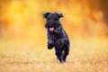 Black Schnauzer dog in fall