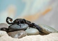 Black Scorpion Royalty Free Stock Photo