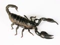 Black scorpion. Royalty Free Stock Photo