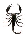Black scorpion Royalty Free Stock Photo