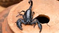 black scorpion macro photo, dreaded arachnid. horrific creature with a toxic stinger tail and two strong claws for protection.