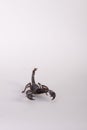 Black scorpion ferocious pose on white background