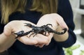 Black scorpion in hands of brave girl