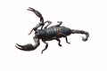 A black scorpion isolated from a white background. Royalty Free Stock Photo