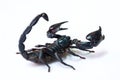Black scorpion isolated Royalty Free Stock Photo