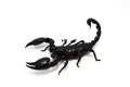 Black scorpion isolated on white background Royalty Free Stock Photo