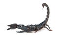 Black scorpion isolated on white background Royalty Free Stock Photo