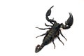 Black scorpion isolated on a white background for graphic design Royalty Free Stock Photo