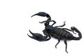 Black scorpion isolated on a white background for graphic design Royalty Free Stock Photo