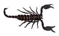 Black scorpion isolated on white background PANDINUS LONGIMANUS Royalty Free Stock Photo