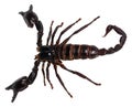 Black scorpion isolated on white background PANDINUS LONGIMANUS Royalty Free Stock Photo