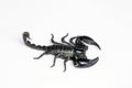 Black Scorpion isolated on white background. Royalty Free Stock Photo
