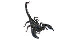 Black Scorpion isolated on white background.