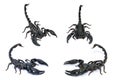 Black Scorpion isolated on white background. Royalty Free Stock Photo