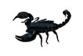 Black scorpion isolated on white background, Thailand Royalty Free Stock Photo