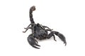 Black scorpion isolated on white Royalty Free Stock Photo