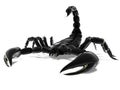 Black Scorpion Royalty Free Stock Photo