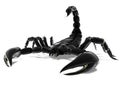 Black Scorpion