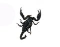 Black scorpion ready to fight isolated on white background Royalty Free Stock Photo