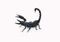 Black scorpion ready to fight isolated on white background Royalty Free Stock Photo