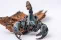 The black scorpion isolated on white background. Royalty Free Stock Photo