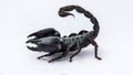 The black scorpion  on white background. Royalty Free Stock Photo