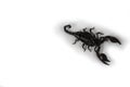 Black scorpion walking above
