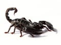black scorpion Royalty Free Stock Photo