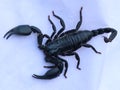 Black scorpion in white background.