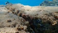 Black scorpionfish or European scorpionfish, small-scaled scorpionfish (Scorpaena porcus) undersea, Aegean Sea Royalty Free Stock Photo