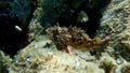 Black scorpionfish or European scorpionfish, small-scaled scorpionfish (Scorpaena porcus) undersea, Aegean Sea Royalty Free Stock Photo